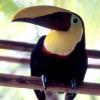 who.can.toucan